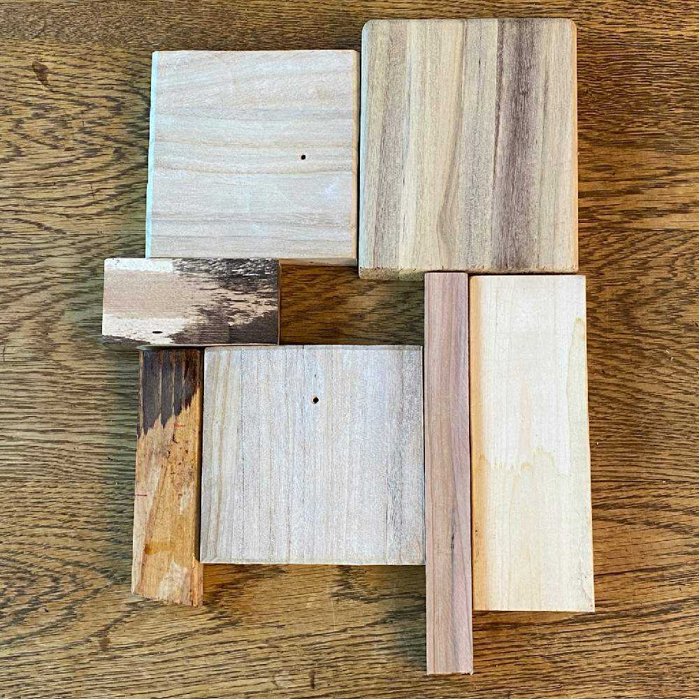 P. Horne's Surprise 成長記録 2025.2.12｜🍀GreenSnap（グリーン