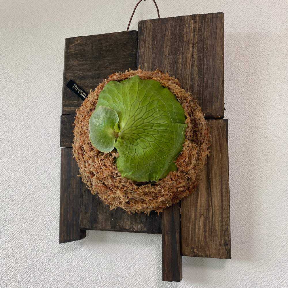 P. Horne's Surprise 成長記録 2025.2.12｜🍀GreenSnap（グリーン