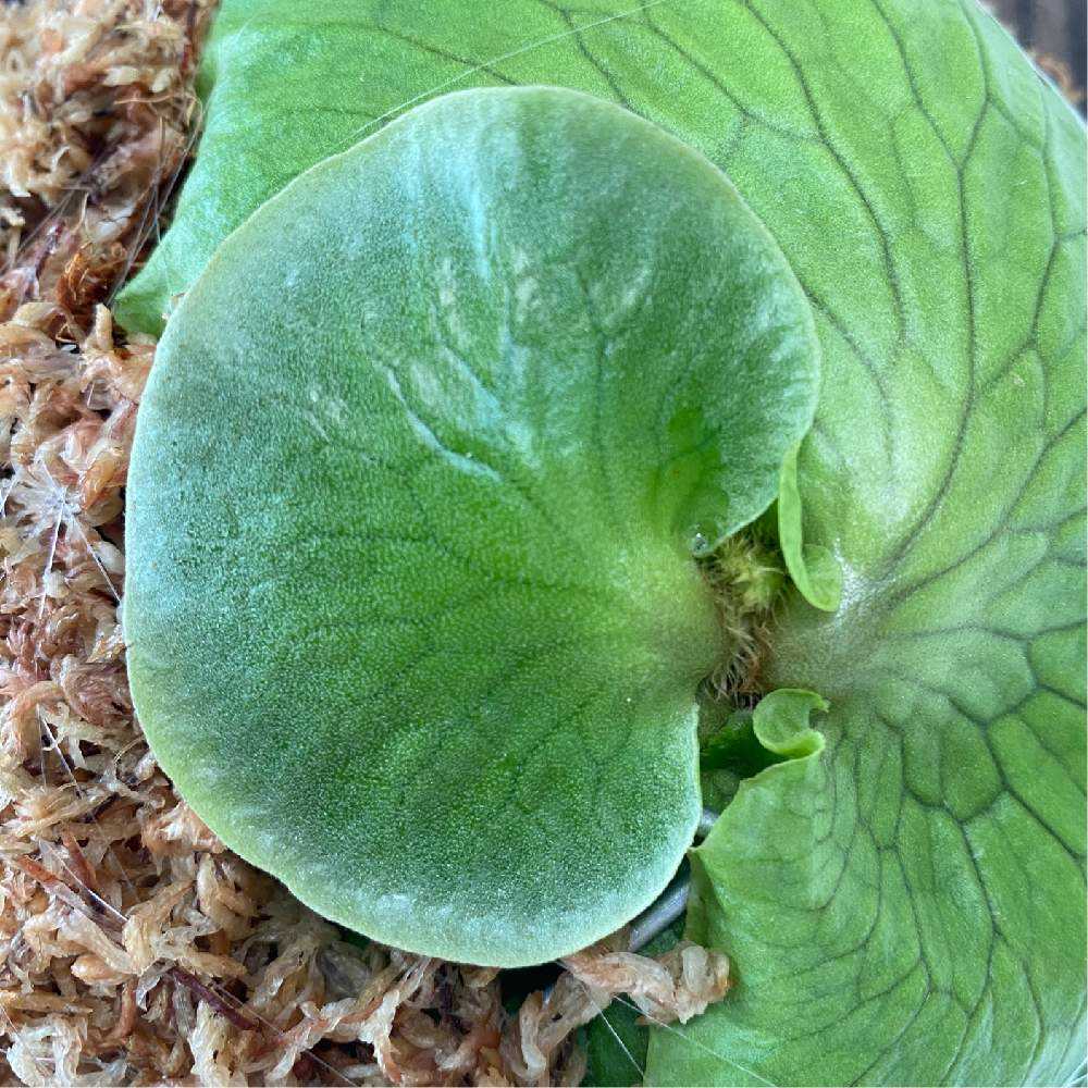 P. Horne's Surprise 成長記録 2025.2.12｜🍀GreenSnap（グリーン