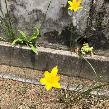 ゼフィランサス 黄色 の投稿画像一覧 Greensnap グリーンスナップ