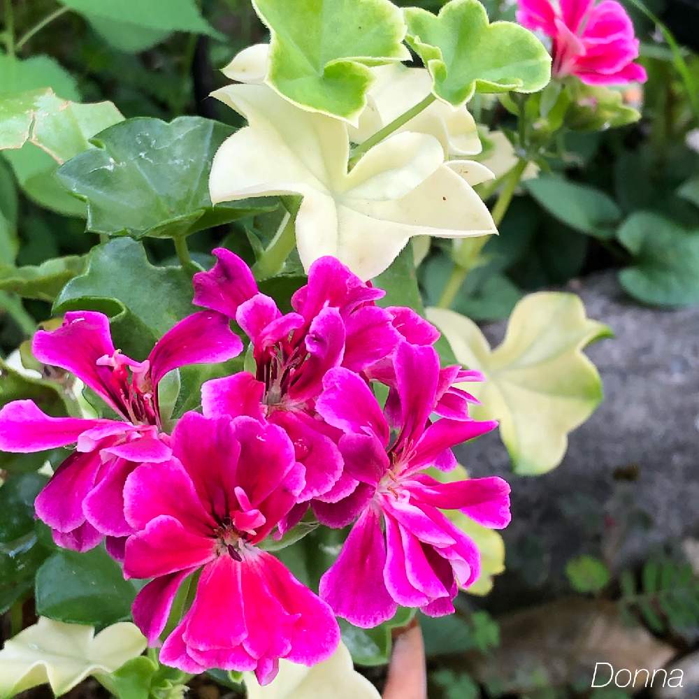 アイビーゼラニウムの投稿画像 By ドナさん ゼラニウムとピンクの花としぞーか勢とおうち園芸とがんばる とおうちで楽しむ夏の草花フォトコンとバラと夢clubと花のある暮らし 月8月30日 Greensnap グリーンスナップ