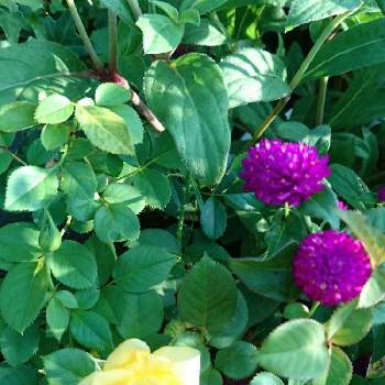 センニチコウ属の画像 by あさがおさん | 水やり大変と夏の植物達とセンニチコウ属と８月の庭と毎年咲くと꒰ღ˘◡˘ற꒱かわゅ~と暑いのに咲いてるとミニ薔薇