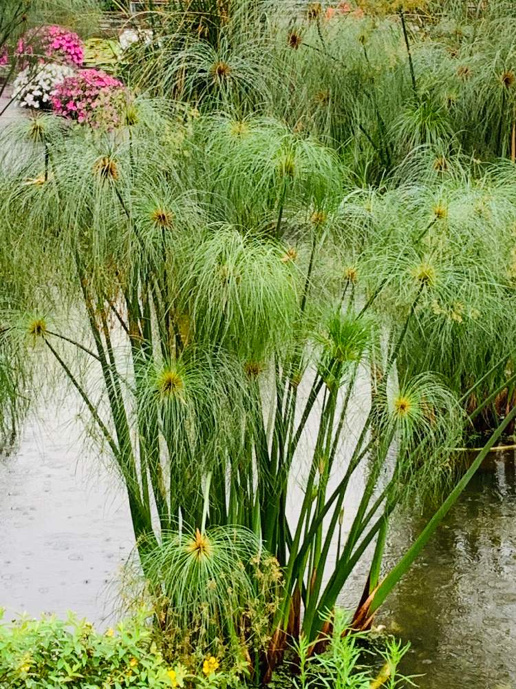 カミガヤツリの投稿画像 By Haruさん パピルスとグリーンと草津市水生植物園みずの森とお出かけ先とグリーンと草津市水生植物園みずの森 月8月30日 Greensnap グリーンスナップ Greensnap グリーンスナップ