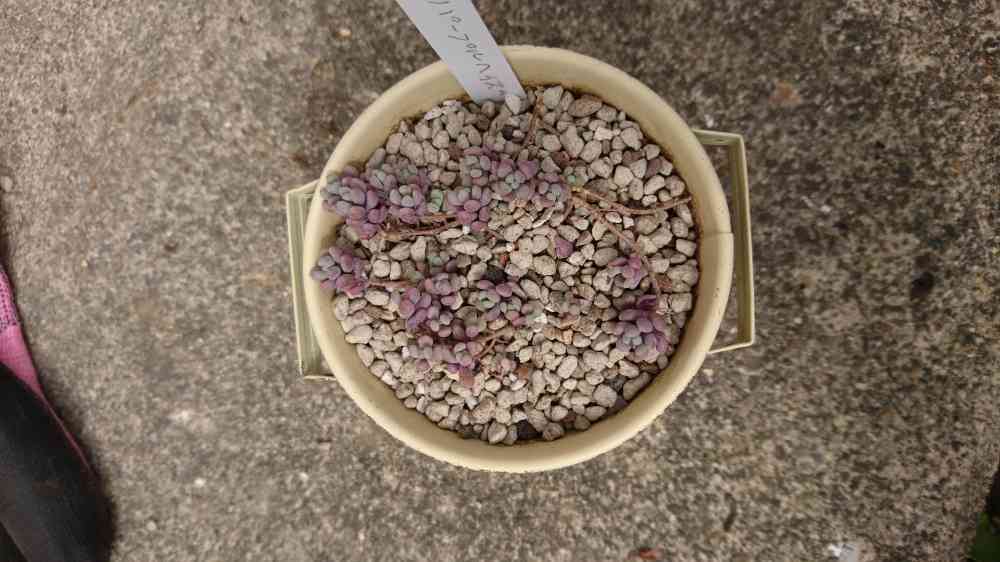 溢れろ！パープルヘイズ！｜🍀GreenSnap（グリーンスナップ）