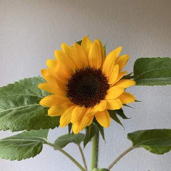 ミニひまわり 小夏 の投稿画像一覧 Greensnap グリーンスナップ