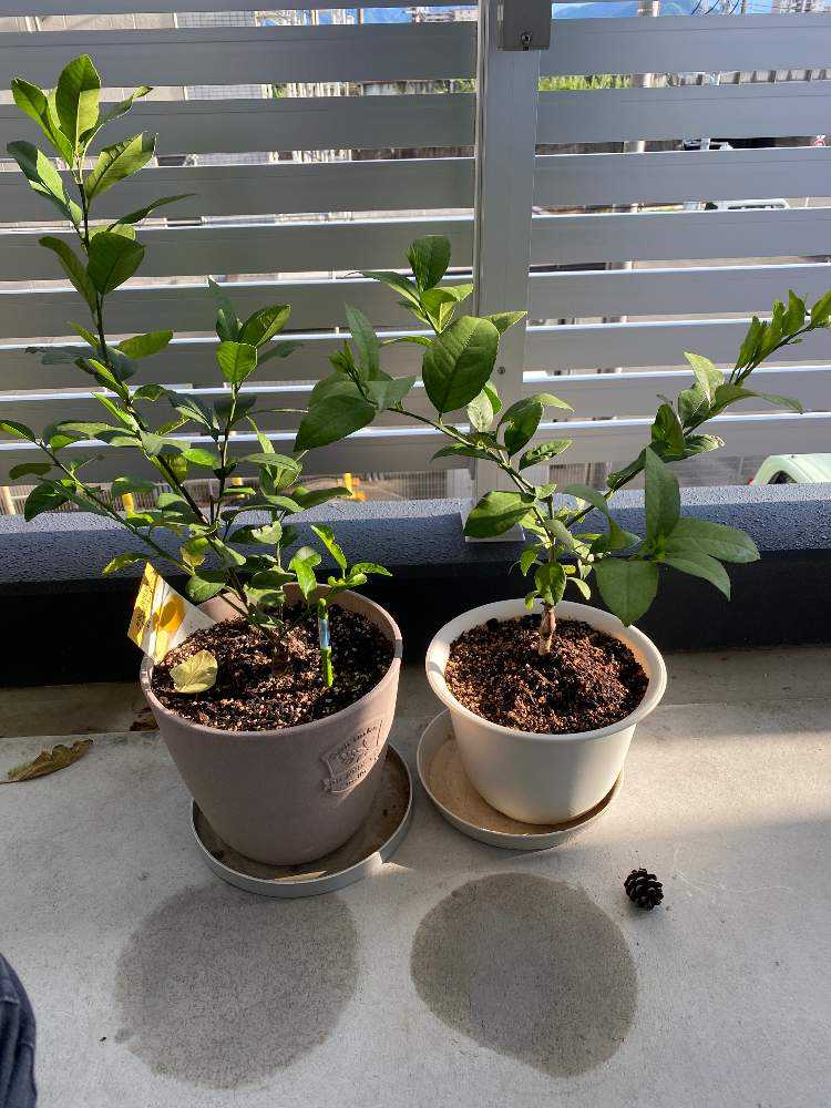 22 3 16更新 無農薬のマイヤーレモンを収穫する Greensnap グリーンスナップ