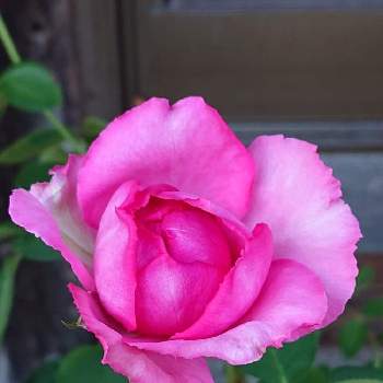 イブピアッチエ*の画像 by 山ちゃんさん | バラとイブピアッチエ*と強香と今日のバラと鉢植えと花のある暮らしと我が家のバラ