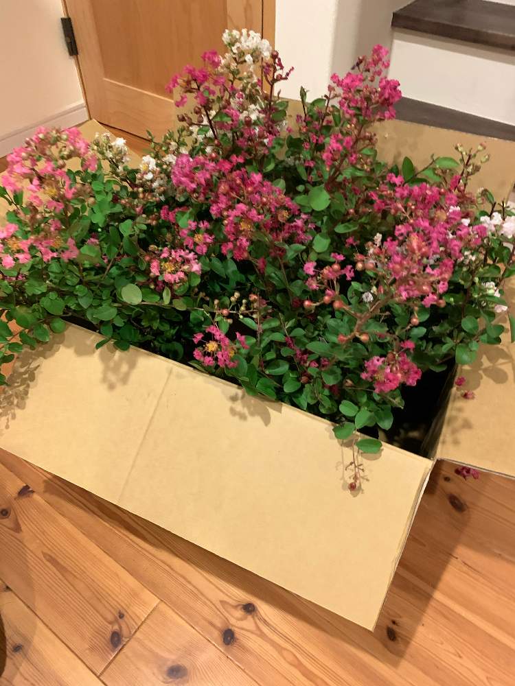 サルスベリの投稿画像 By スローライフさん 矮性サルスベリとサルスベリ ウィズラブと鉢植えのお花とふるさと納税とピンク ピンクとおうち園芸と鉢植えと可愛いピンク色 と地植え 月8月30日 Greensnap グリーンスナップ