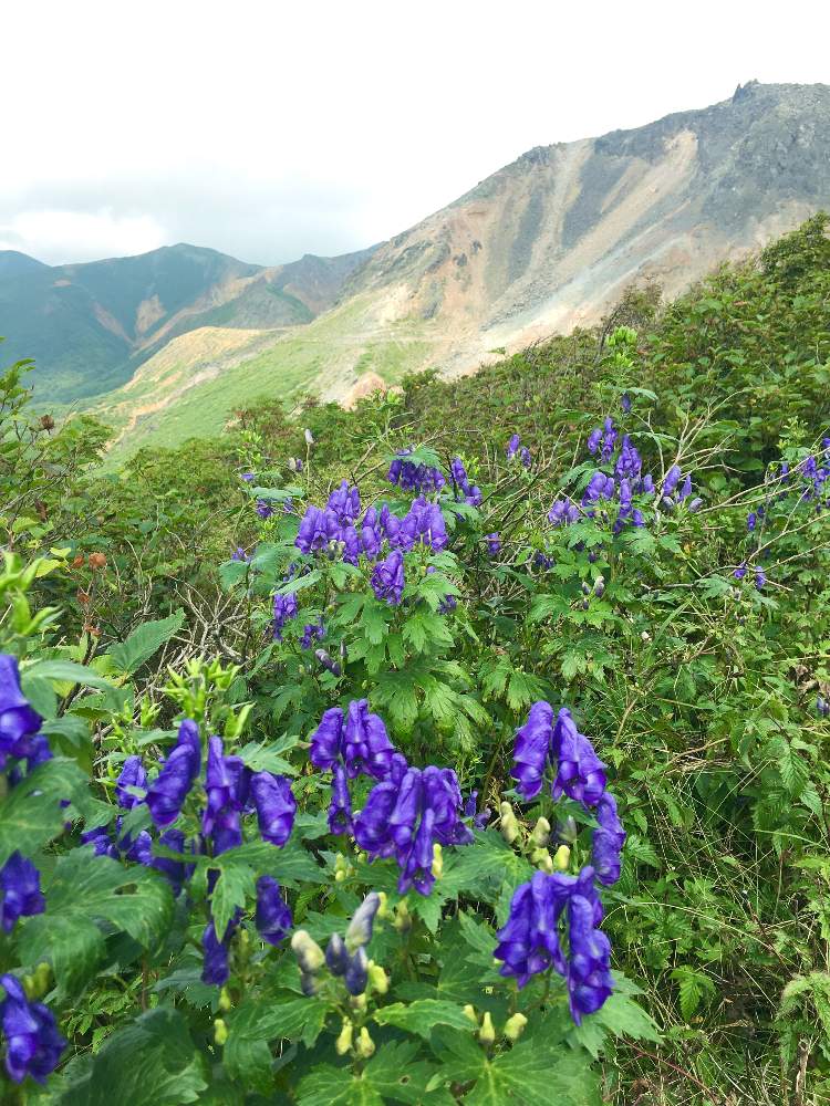 山野草の投稿画像 By ボックリさん 登山と那須高原と山の花と那須と那須岳の花 月8月30日 Greensnap グリーンスナップ