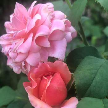薔薇  ミヤビの画像 by mutsuchiyanさん | 小さな庭と薔薇  ミヤビと薔薇好きと薔薇に魅せられてと癒しと美味しいと愛しいとおうち園芸とありがとうと美しいと休日のひと時と香りと可愛いとガーデニングと小さな小さな庭と花のある暮らしとGREEN UP!と頑張るばい！熊本！と薔薇の花