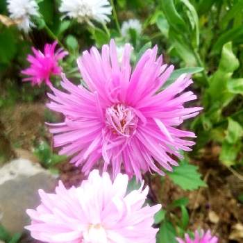東北の夏の画像 by Biorappaさん | 小さな庭と嬉しいなとたねからの幸せとピンクの花と咲いてくれてありがとうとおうち園芸と東北の夏と花のある暮らし
