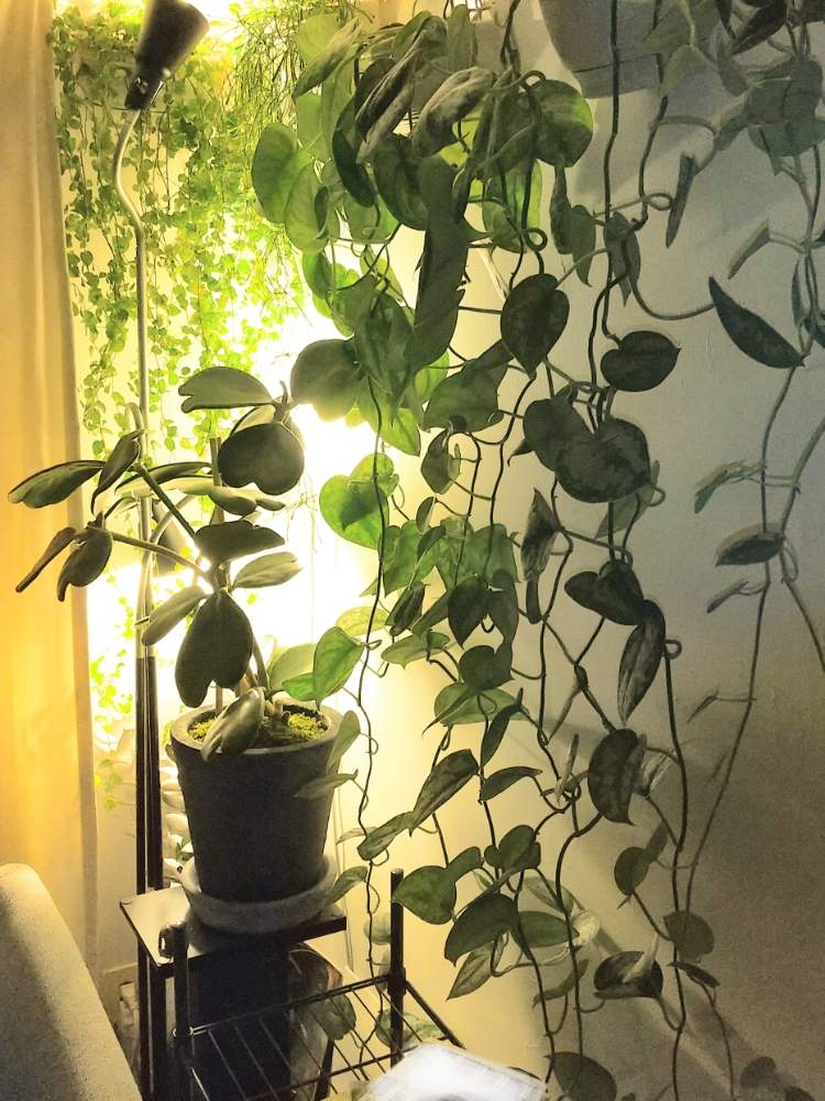 フィカス プミラの投稿画像 By ジャングルeさん 観葉植物と成長記録と壁掛けとジャングル化計画 月8月30日 Greensnap グリーンスナップ
