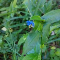 ツユクサの画像