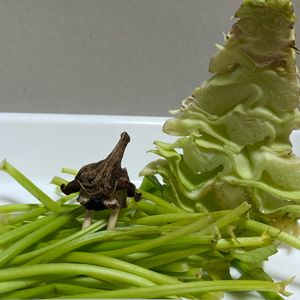 空芯菜,キャベジイ,アートな野菜,ヘタから…！,再生&創作　怪獣の画像