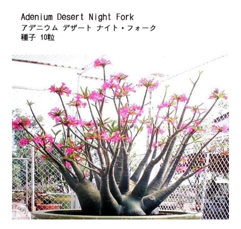 お得】 多肉植物 塊根植物 種子 種 アデニウム アラビカム デザート ナイト フォーク Adenium Arabicum Desert Night  Fork 種子10粒