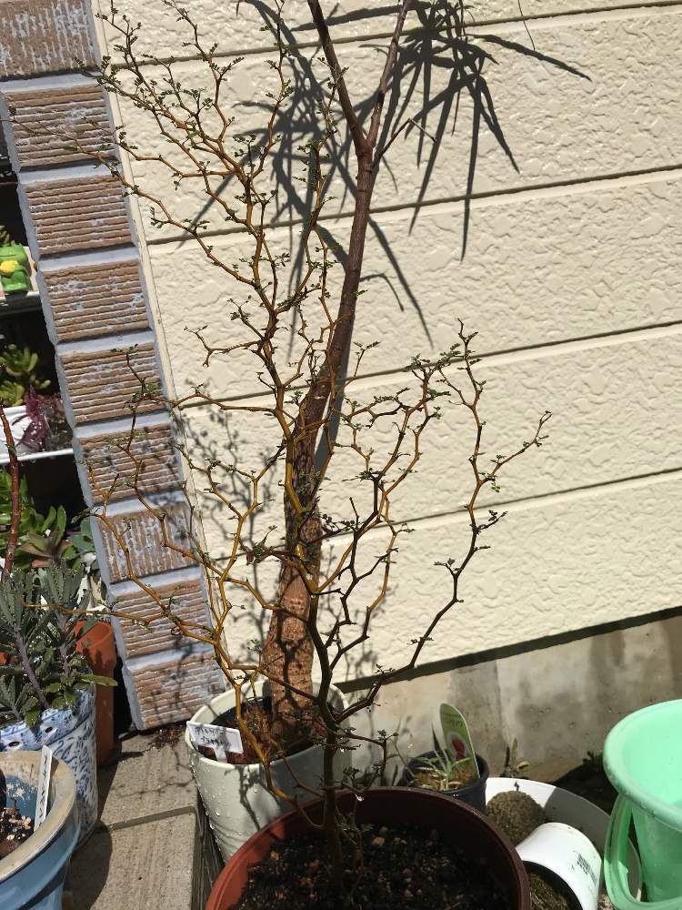 ボトルツリーの投稿画像 By あやおさん ソフォラリトルベビーと観葉植物とソフォラ リトルベイビーとブラキキトン ボトルツリーとおうち園芸 月8月31日 Greensnap グリーンスナップ