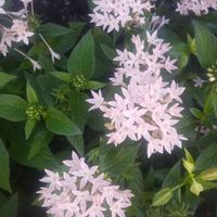 ペンタスの画像