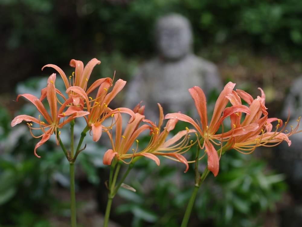 キツネノカミソリの投稿画像 By あいさん 山野草とオレンジ色の花 月8月31日 Greensnap グリーンスナップ