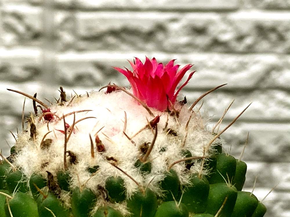 マミラリア ピコの投稿画像 By とともさん サボテン とマミラリア属と ピコとサボの花 月8月31日 Greensnap グリーンスナップ