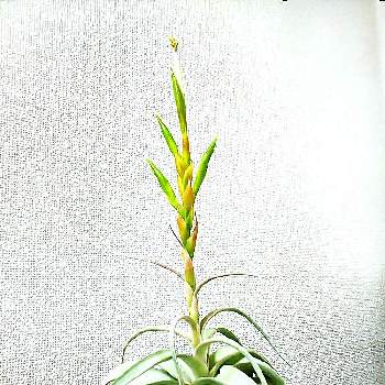 キセログラフィカ花の投稿画像一覧 Greensnap グリーンスナップ