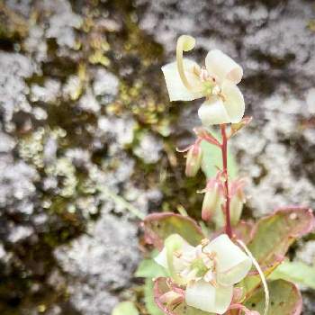 ミヤマホツツジの画像 by Linmokuさん | お出かけ先とミヤマホツツジと山野草と白い花とハイキング・登山と初夏の花たち