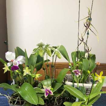 ヘンテコな花の投稿画像一覧 Greensnap グリーンスナップ