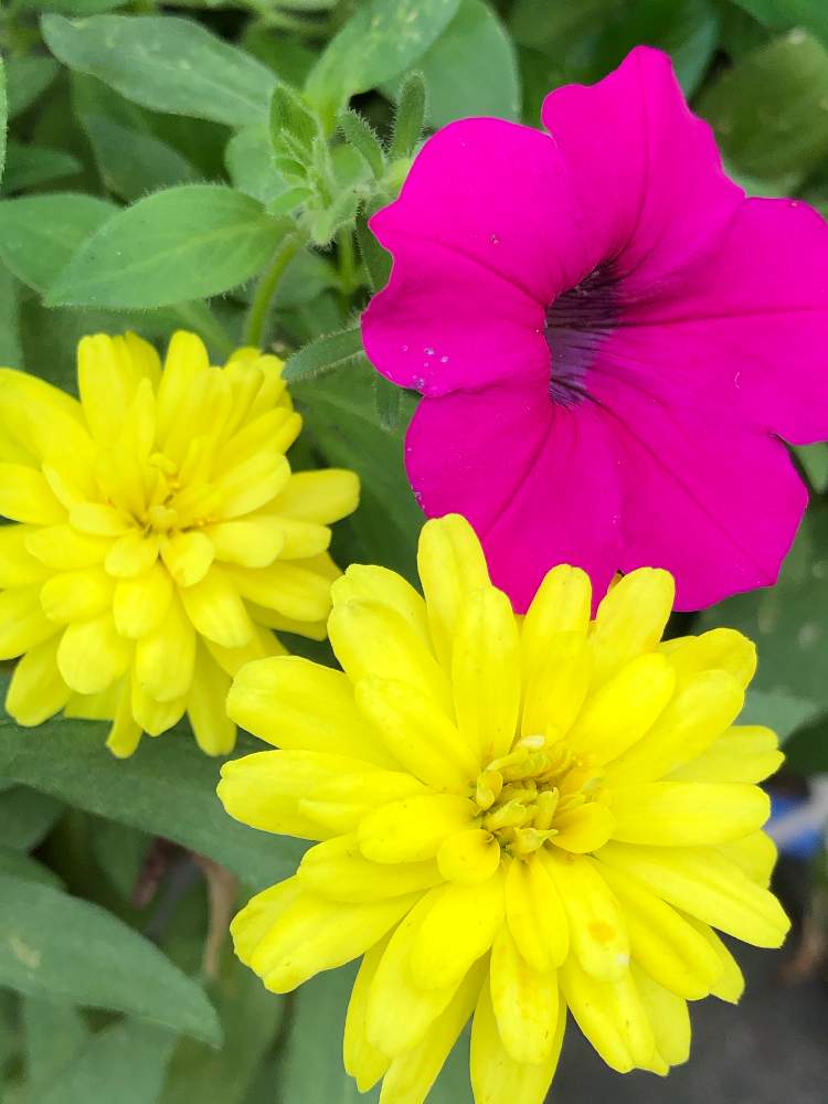 ピンクの花の投稿画像 By テセウスさん おうち園芸と黄色い花とおうちで楽しむ夏の草花フォトコンと夏のリースと花のある暮らし 月8月31日 Greensnap グリーンスナップ