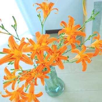 キスゲ の投稿画像一覧 Greensnap グリーンスナップ