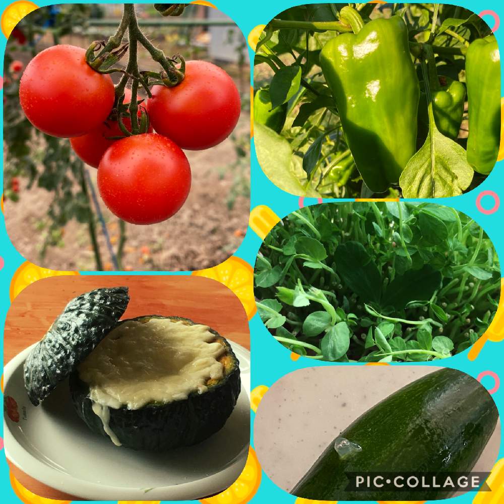 広い庭の画像 by こぁこぁさん | 広い庭と 中玉トマトとiPhone撮影と新鮮お野菜とおうちde菜園