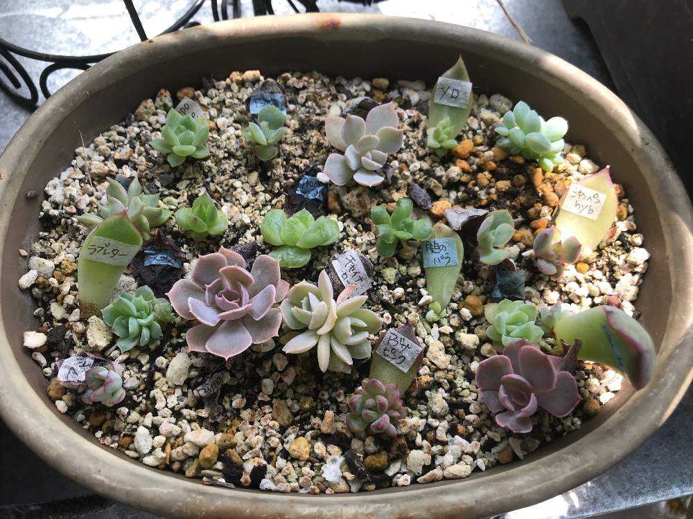 エケベリアの葉挿し 4 19購入 Greensnap グリーンスナップ