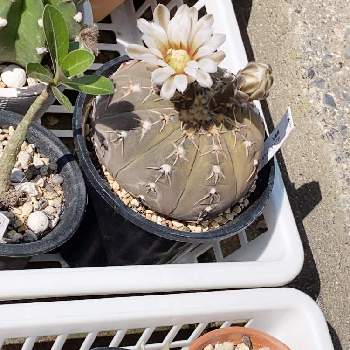 sabotenの画像 by Succulent Eyeさん | sabotenとwhite･flowerと#cactusとﾊｲｯ！beautiful✨とyellow flower