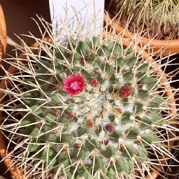 sabotenの画像 by Succulent Eyeさん | sabotenと#cactusとpinky flower