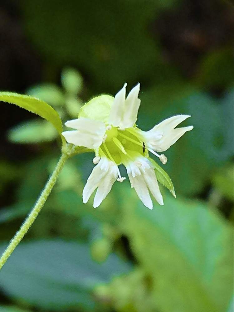 ナンバンハコベの投稿画像 By 醜男さん 南蛮繁縷と雑草と山野草と野草とスマホ撮影 月8月31日 Greensnap グリーンスナップ