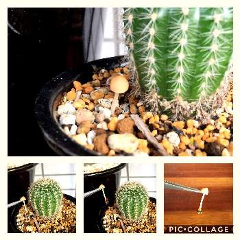 直射日光には弱いの投稿画像一覧 Greensnap グリーンスナップ 直射日光には弱いの投稿画像一覧 Greensnap グリーンスナップ