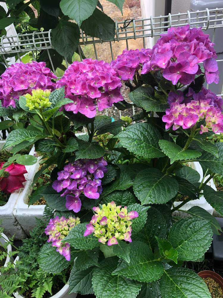 希少紫陽花 と和バラ挿し木 薔薇&紫陽花の挿し木|🍀GreenSnap(グリーンスナップ)