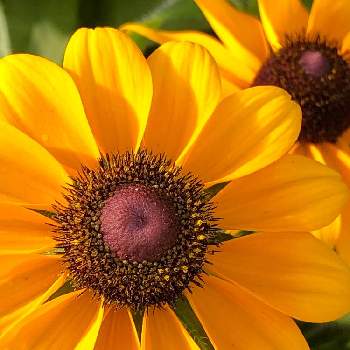 ルドベキア トトの投稿画像一覧 Greensnap グリーンスナップ