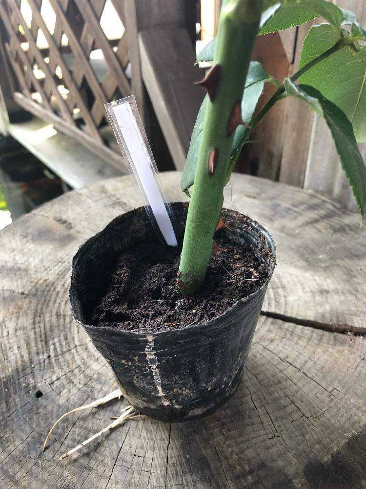 薔薇 紫陽花の挿し木 Greensnap グリーンスナップ