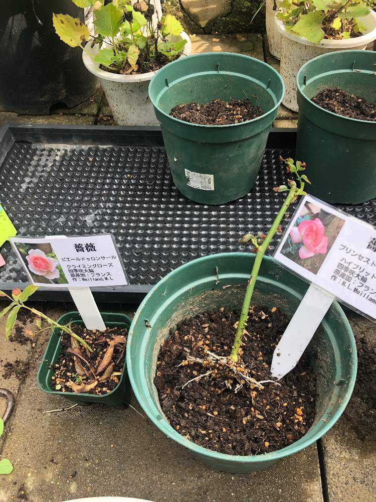 薔薇&紫陽花の挿し木｜🍀GreenSnap（グリーンスナップ）