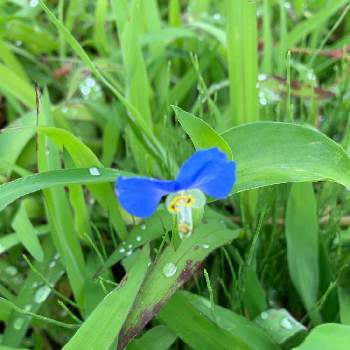 別名 蛍草 ホタルグサ の投稿画像一覧 Greensnap グリーンスナップ
