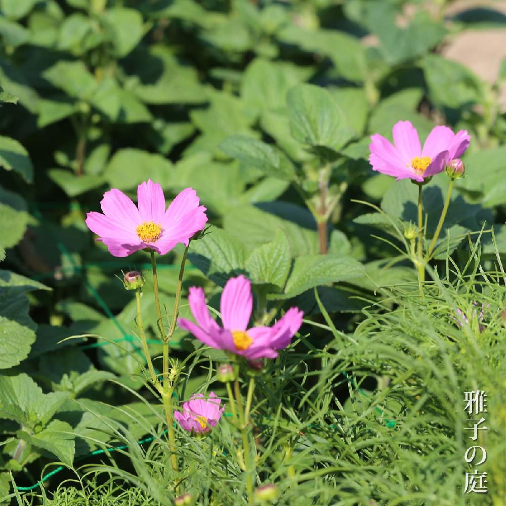 コスモスの投稿画像 By Ma3akoさん 種から栽培とma3ako Comとおうちで楽しむ夏の草花フォトコンと雅子の庭と秋コスモス 月9月1日 Greensnap グリーンスナップ