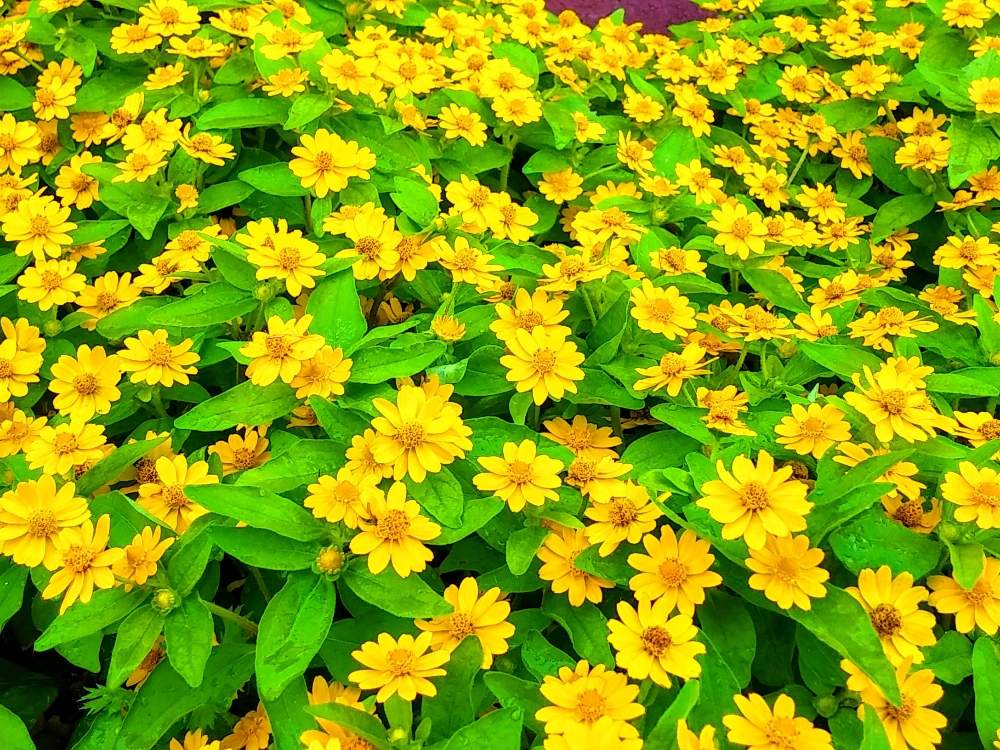 黄色の投稿画像 By みいちゃんさん メランポジウム とメランポジュームのお花とメランポジューム と黄色の花と朝のウォーキングと公共施設の裏 月9月1日 Greensnap グリーンスナップ