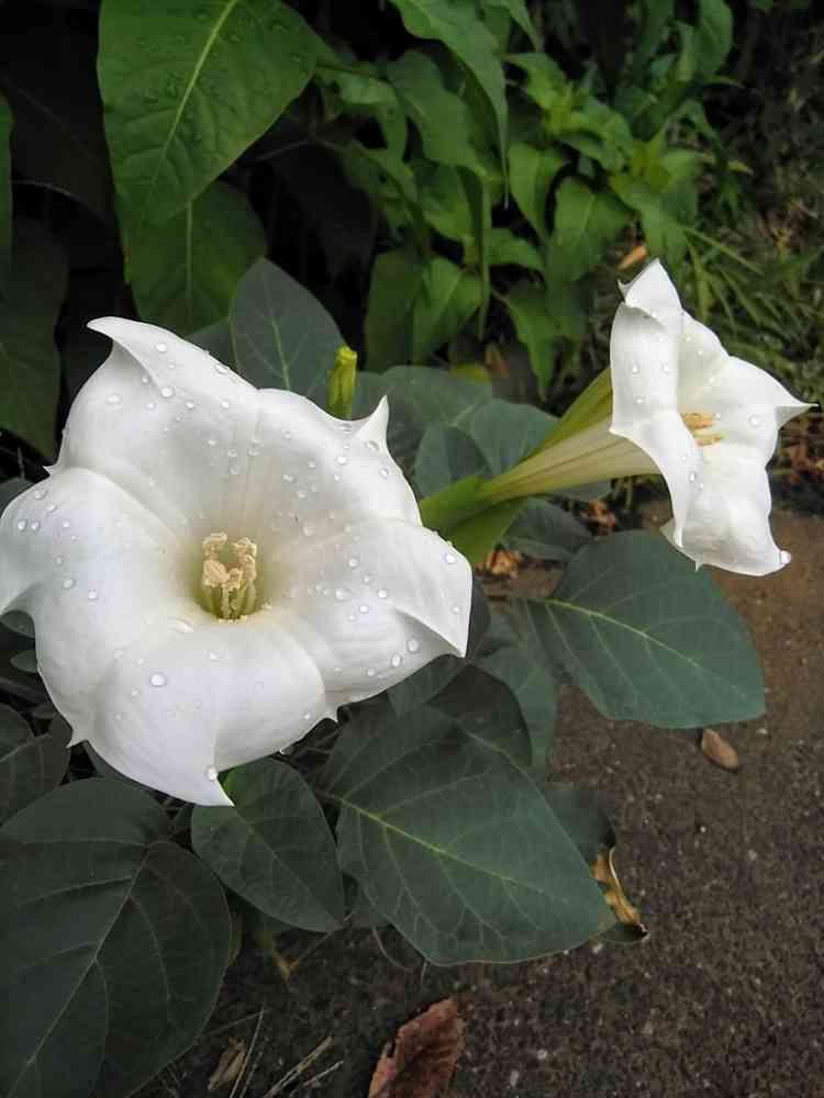 チョウセンアサガオ 種1000粒 ダシュラ 朝鮮朝顔 家庭菜園 園芸
