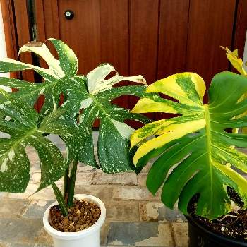 Monstera Deliciosa yellow Marilyn 黄斑 モンス-