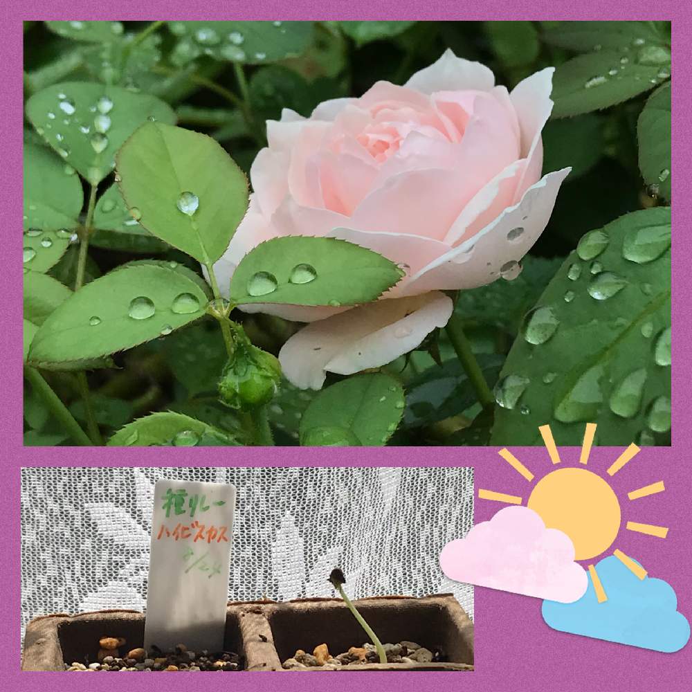 ハイビスカスの投稿画像 By Toratoraさん クリスティアーナとバラ クリスティアーナとhtcと開花と 大好き と千葉県と種リレーと猫好きとhtc社員no 271と北の国から種リレーと植物大好きと Naturalとgsのみなさんに感謝 とおうち園芸とgsミニモニ とgsミニモニ