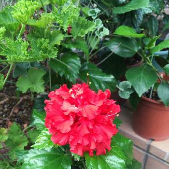 ハイビスカス ファラオの投稿画像一覧 Greensnap グリーンスナップ