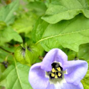 クロホオズキの花の画像 by かこちゃんさん | お出かけ先とクロホオズキの実とクロホオズキの花と素敵なお花と可愛いお花と畑の側 農道と夏のお花と紫色のお花と実に成りますと素敵ですねと花のある暮らし