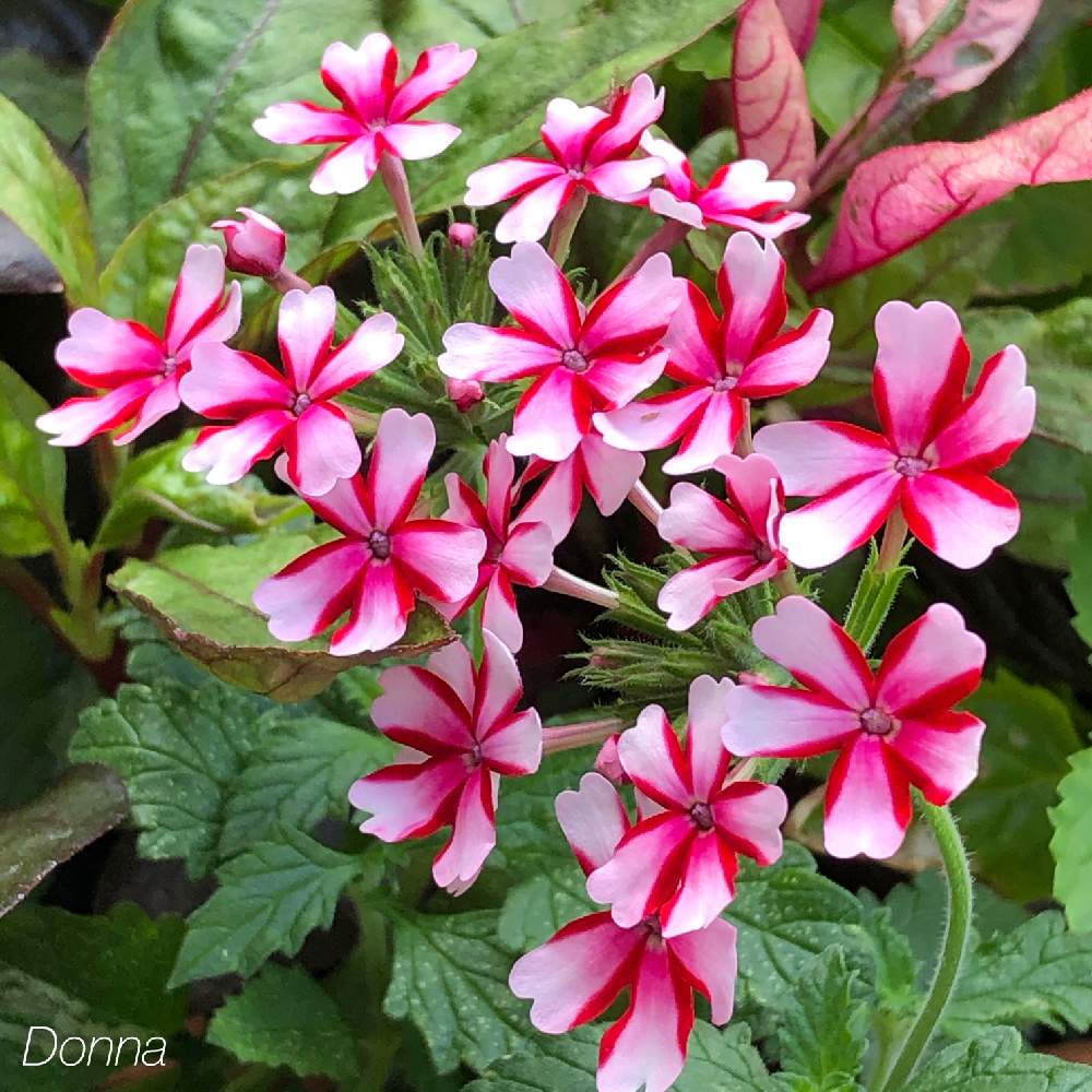 バーベナの投稿画像 By ドナさん バーベナ ラナイ キャンディーケーンと可愛いなと秋に向けてとしぞーか勢とおうち園芸とがんばる とバラと夢clubと花のある暮らしとおうちで楽しむ夏の草花フォトコン 月9月1日 Greensnap グリーンスナップ