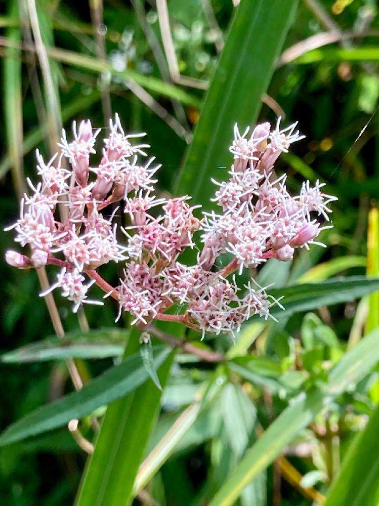シラタマホシクサ に会いたくて Greensnap グリーンスナップ