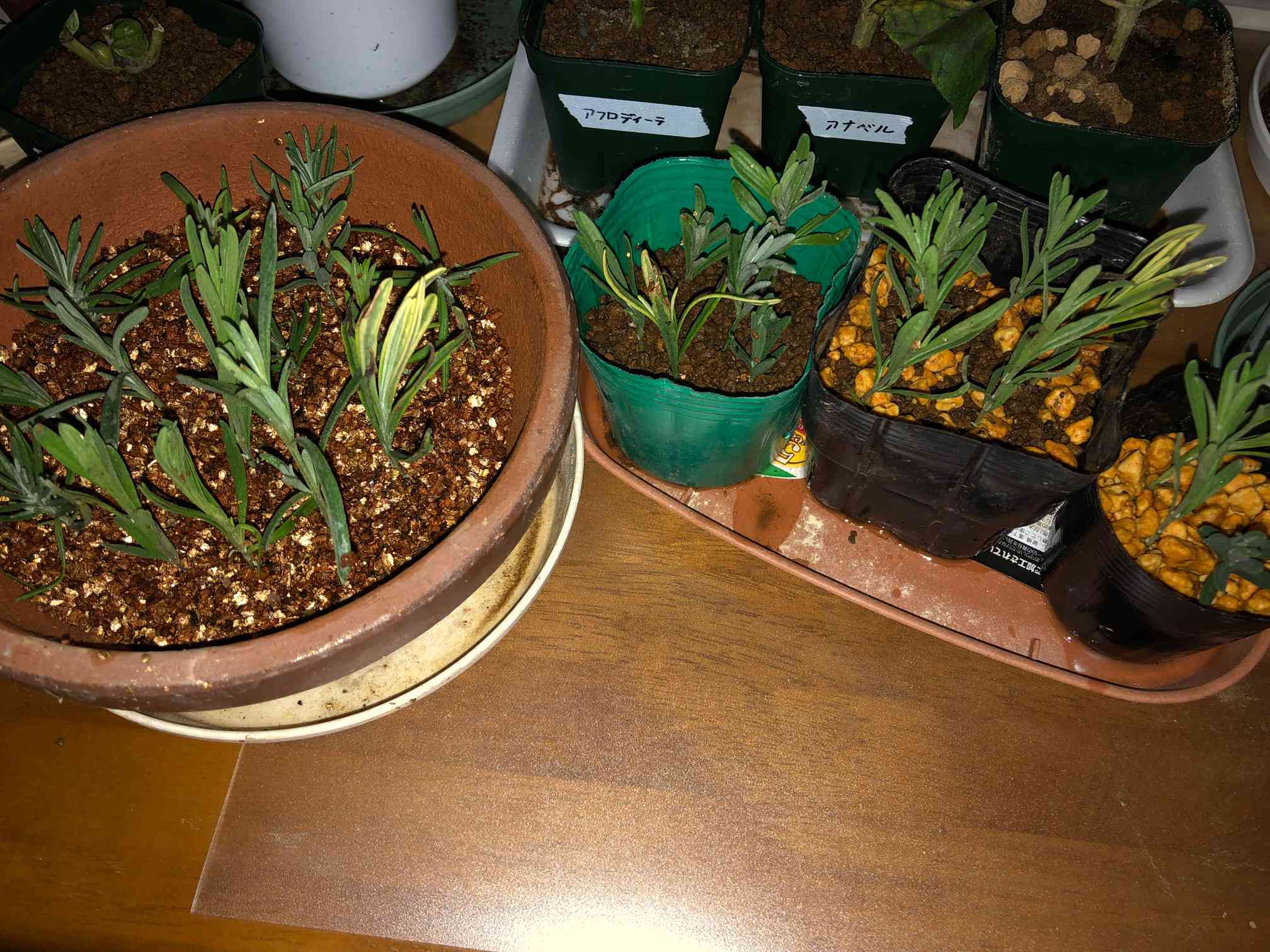 ラベンダーの挿し木実験｜🍀GreenSnap（グリーンスナップ）