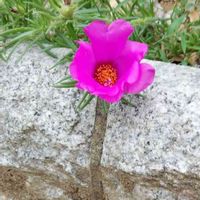 マツバボタンの画像